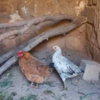 جوجه ۵ماهه و یک عدد مرغ