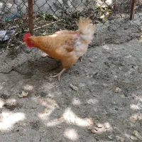 مرغ تخمگذار  جوان و نیمچه جوجه های  دو ماه سه ماه