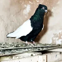 سینه سیاه ماده فسا