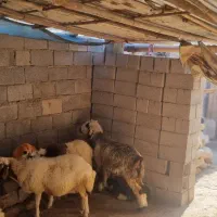 میش