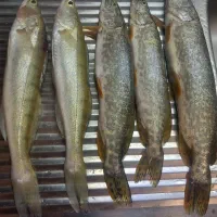 لنسر اسپین|ماهیگیری|سهند, |دیوار