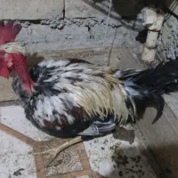 خروس گردن لخت|حیوانات مزرعه|باوی, |دیوار