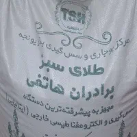 بذر یونجه دیم