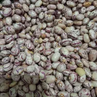 لوبیا|خوردنی و آشامیدنی|مرودشت, شهرک بسیجیان|دیوار