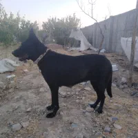 سک زرمن شیپر
