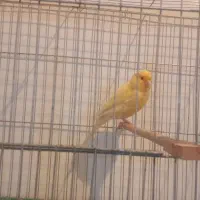 قناری نر قرص شلاقی