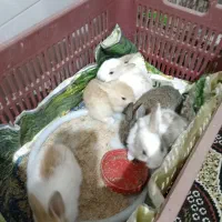 بچه خرگوش|موش و خرگوش|قائمشهر, |دیوار