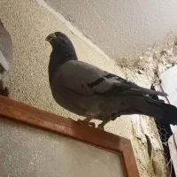 کفتر سبز نر و یک سوسکی زرد نر|پرنده|چناران, |دیوار