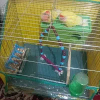 طوطی کوتوله