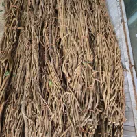 ریشه کیوی یا شاخه کیوی و چوب بامبو