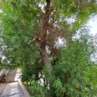 هرس وقطع کردن انواع درخت ها با خریدقیمت خوب