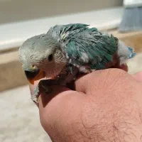 کوتوله برزیلی جوجه ۲۵روزه