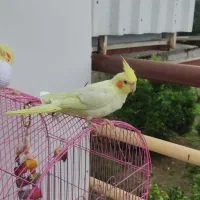 طوطی عروس سرلاکی