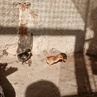 گلین در همه سنین.خروس گلپایگانی. مرغ.بوقلمون|حیوانات مزرعه|محمدشهر, زیبادشت|دیوار