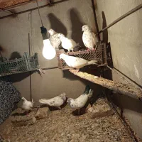 قناری|پرنده|پاکدشت, پاکدشت (مامازند)|دیوار