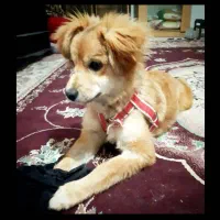 سگ پاکوتاه نژاد اشپترز|سگ|گرگان, |دیوار