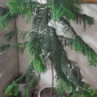 کاج مطبق ۶ ساله