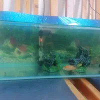 آکواریوم بهمراه وسایل