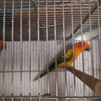 شاه طوطی، خورشیدی،راهب،گرینچیک،سانچیک|پرنده|مبارکه, |دیوار