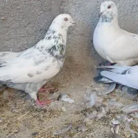 کبوترپرصدا دار|پرنده|فرخ‌شهر, |دیوار