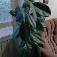 گل کیاه|گل و گیاه طبیعی|جیرنده, |دیوار