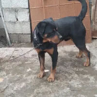 سگ رودوایلر