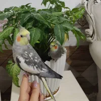 عروس هلندی جفت باقفس|پرنده|شیراز, قلعه نو|دیوار