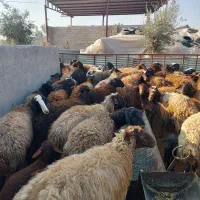 ۸۵راس میش افشار|خدمات پیشه و مهارت|گرمسار, |دیوار