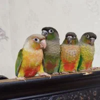 طوطی گرینچیک