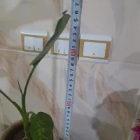 دو عدد گل طبیعی زیبا|گل و گیاه طبیعی|زنجان, |دیوار