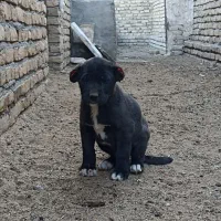 توله ماده افقان|سگ|تربت‌حیدریه, فتح المبین|دیوار