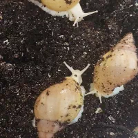 فروش ۴ عدد حلزون