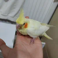 جوجه عروس لوتینو رام