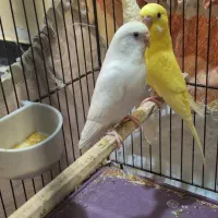 جفت مرغ عشق هلندی