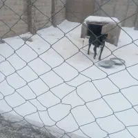 سرابی|سگ|بستان آباد, |دیوار