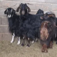 بز داشتی|حیوانات مزرعه|سلفچگان, |دیوار