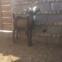 کره نر آلپاین|حیوانات مزرعه|یزد, |دیوار