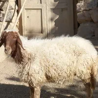 گوسفند وبزغاله|حیوانات مزرعه|دینور, |دیوار