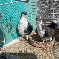 کبوتر پرشی خوشگل|پرنده|مشهد, امیریه|دیوار