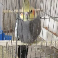 عروس هلندی|پرنده|مینودشت, |دیوار