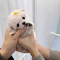 مالتیپو عروسکی|سگ|تهران, سردارجنگل|دیوار