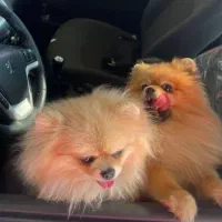 سگ پامر خرسی|سگ|محمدشهر, همایون ویلا|دیوار