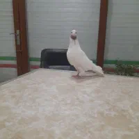 کبوتر ماهرو