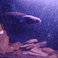 چانا نژاد وایت اسپاد