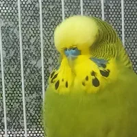 مرغ عشق انگلیسی گرید A