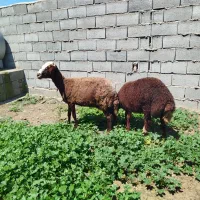 گوسفند بره دار