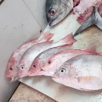 ماهی چنگو تازه رسید