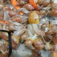 حلزون اچاتینا البینو اندازه مختلف