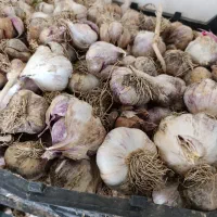 سیر والو آفتابی ولواشک