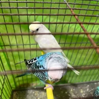 مرغ عشق نر بالغ|پرنده|ساری, |دیوار
